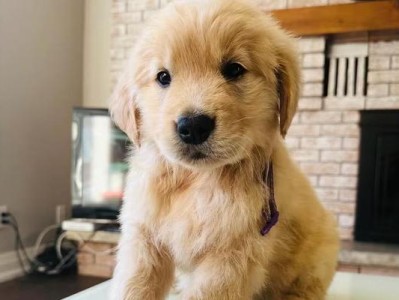 金毛幼犬疫苗接种指南（为宠物犬健康保驾护航）