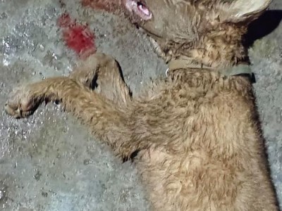 了解狂犬病（以人得狂犬病的狗的症状有哪些）