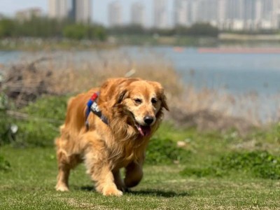 金毛犬的寿命究竟有多长？（一起探讨金毛犬的预期寿命及如何延长它们的健康生活）