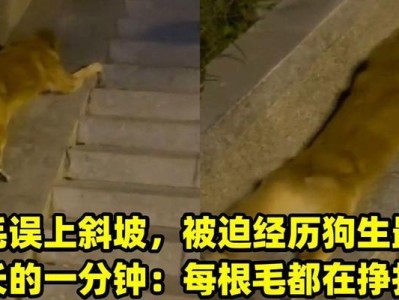 狗狗的有限时光（探究狗狗短暂寿命下所经历的丰富多样的人生）