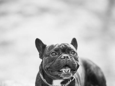 恶霸犬价格及影响因素解析（揭开恶霸犬价格背后的秘密，了解影响其价格的因素）