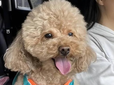 贵宾犬养护指南（养贵宾犬的正确方法及关键要点）