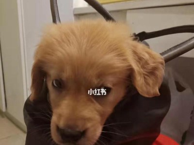急救！狗狗误食老鼠药，中毒了怎么办？（宠物狗食用老鼠药中毒的应急处理方法及预防措施）