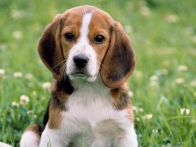 英国猎狐犬的饲养指南（宠物爱好者必看，打造健康快乐的猎狐犬生活）