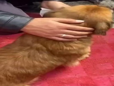 狗狗离世后多久可以再养？（了解适宜再次养狗的最佳时机）