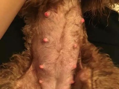 狗刨腹产后不出血的时间及预防措施（了解恢复时间，关注术后护理，避免不必要的困扰）