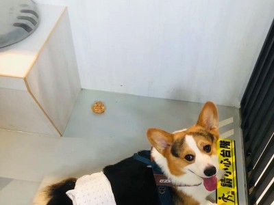 威尔士柯基犬的价格揭秘（探索柯基犬价格的因素和市场行情）