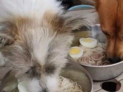 狗狗为何频繁打嗝？（探究狗狗打嗝的原因和应对方法）