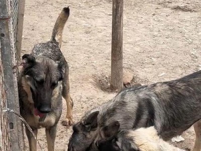 探寻我国农村狼青犬的现状与分布（狼青犬数量是否仍旺盛？）