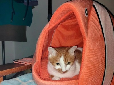 猫咪喜欢的猫窝是什么样的？（揭秘猫咪心中理想的栖息地）