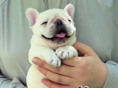 法国斗牛犬的性格特点（了解法斗的性格特征与魅力）