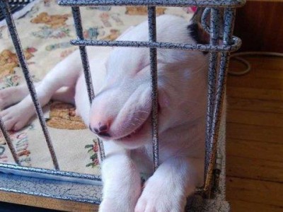 狗断指甲的好处——保护狗狗的健康与安全（为你的爱犬考虑，让它的指甲保持适当的长度）