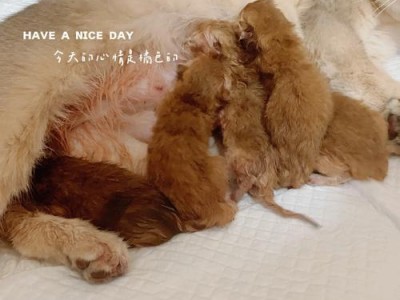 猫咪怀孕后的生产时间和注意事项（猫咪生产需要多久？怀孕期间需要注意什么？）