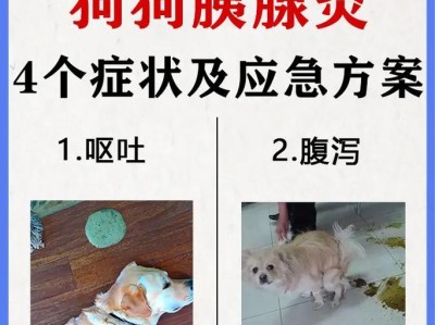 狗的胰腺炎吃什么狗粮？（选择适合胰腺炎患犬的营养均衡狗粮）