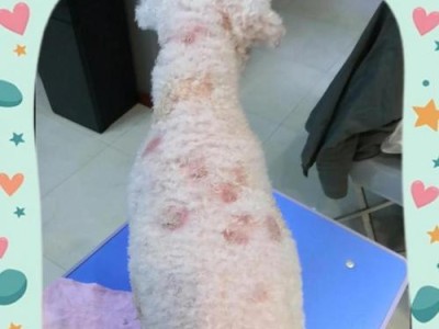 比熊犬打完疫苗后的恢复情况（疫苗接种后的关键时间节点及注意事项）