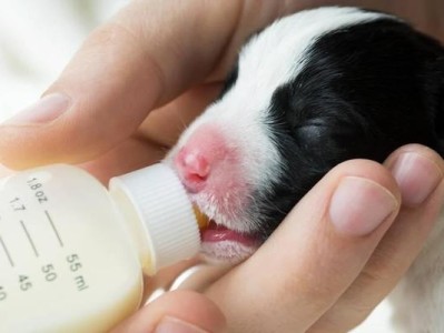 幼犬喂养指南（了解幼犬喂奶注意事项，宝宝健康成长无忧）