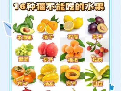 小猫崽的饮食习惯