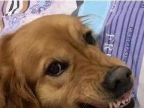 金毛犬为什么不听话？（探究金毛犬行为问题的原因与解决方法）