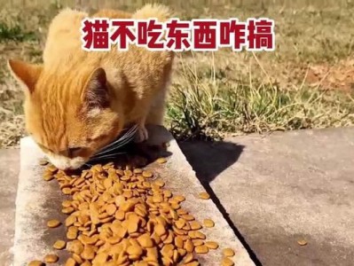 猫不吃饭多久会影响健康？（揭秘猫咪饮食习惯，了解猫咪的饮食需求。）