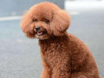 泰迪犬年龄换算表（泰迪犬年龄如何与人类年龄对应？揭开年龄计算的秘密！）