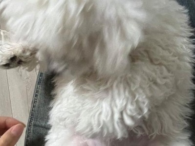 三个多月的比熊喂养指南（从婴幼犬到成年犬，科学合理的饮食规划让你的比熊健康成长）