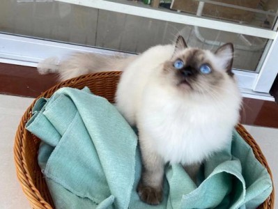 重点色猫的魅力与特点（探索神秘的重点色猫，了解其独特之处）