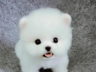 小狗长不大的奥秘（探索为什么有些小狗永远保持小巧可爱的身材）