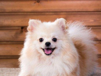 常见的中、小型宠物犬及价格一览（了解不同品种的宠物犬及其价格范围，为你选择合适的伙伴提供参考）