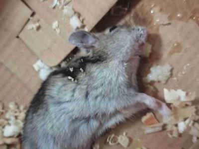 仓鼠的日常饮食习惯及其不吃东西的原因（仓鼠的食量探究及食欲不振的可能原因）