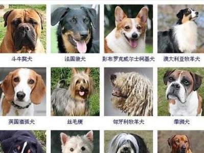金毛犬公狗的特点与养护技巧（忠诚可爱的伙伴，金毛犬公狗的护理与培养）