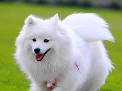 银狐犬（了解银狐犬的优点，让您爱上它们）