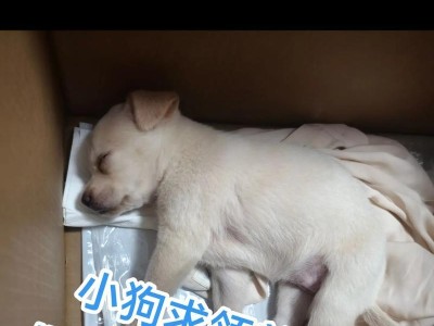 北京市区适合养什么犬？（选择最适合北京市区生活的犬种，享受城市宠物生活的乐趣）