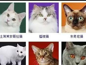 宠物价格行情（探究宠物价格的因素及趋势，为你选择宠物提供参考依据）