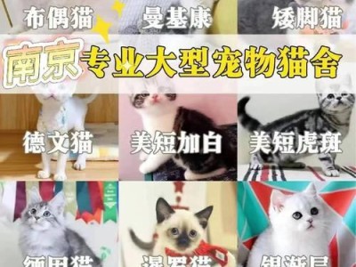 养一只小型狗的费用是多少？（详细分析养小型狗的经济成本及关键因素）