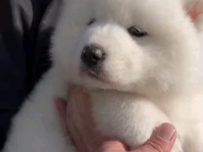 萨摩耶犬的价格和养育成本（了解萨摩耶犬的市场价格以及养育费用）