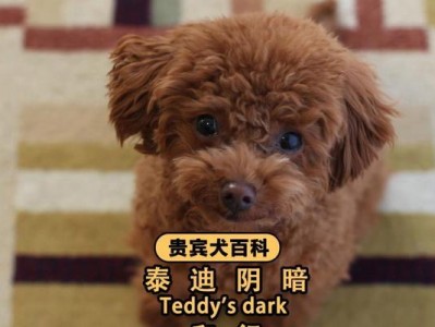 泰迪为什么总爱坐着？（揭秘泰迪喜欢坐着的原因）