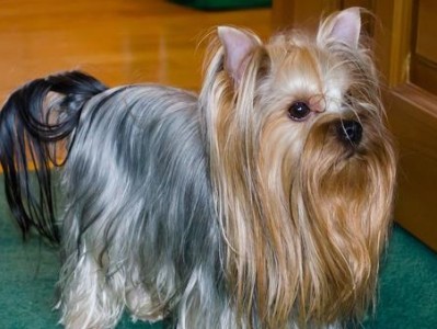 全球最贵的十个犬品种（揭秘犬界价值连城的稀有品种，富豪眼中的宠物奢侈品）