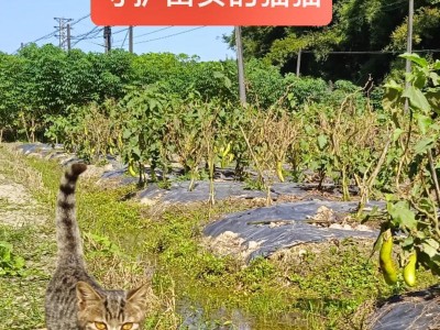 从雪山中走出来的小宠物——青海田鼠的饲养方法（了解“小猕猴”的饲养秘诀，给你的宠物带来健康和快乐）