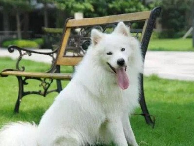 萨摩耶犬的喂养与性格特点（关注萨摩耶犬的饮食健康，了解其友善活泼的性格特点）