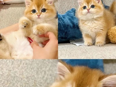 两个多月的猫可以吃什么？（宠物猫饮食指南及注意事项）