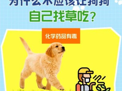 带小狗出门的最佳时机与注意事项（小狗出门的时间安排和必备用品）