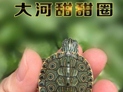 绿色乌龟的生态环境及保护（探索绿色乌龟的奥秘，守护自然生态）