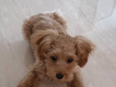 幼犬脚上毛很少的原因及解决方法（探究幼犬脚上毛稀少的可能原因与解决方案）
