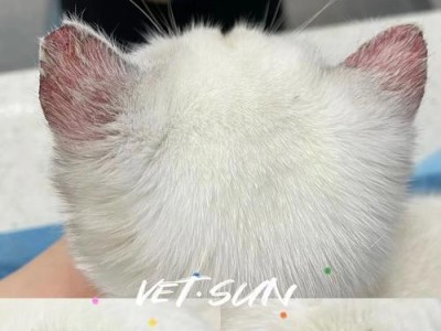 如何清洁有酸臭味的猫耳朵？（有效清除猫耳朵异味的方法与技巧）