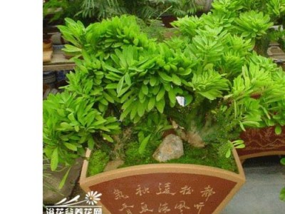 黑线姬鼠的饲养方法（如何照顾黑线姬鼠，做好宠物的日常护理）