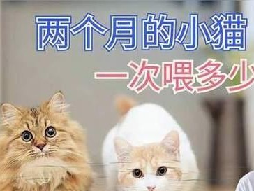 科学喂养猫咪（了解猫咪的饮食需求，合理定量喂养）