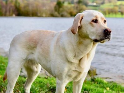 拉布拉多犬的优点（为什么拉布拉多犬是理想的宠物？）