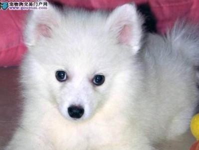 银狐犬（了解银狐犬的市场价格和如何正确喂养训练）