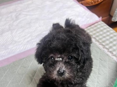 灰泰迪与棕泰迪交织出的多彩世界（探索泰迪狗的色彩奥秘，从灰和棕开始）