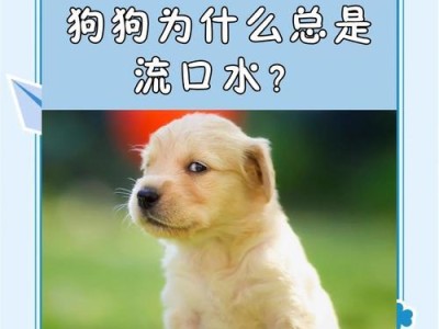 揭秘狗狗不喜欢洗澡的五大原因（为什么狗狗不愿意洗澡？探寻真相）